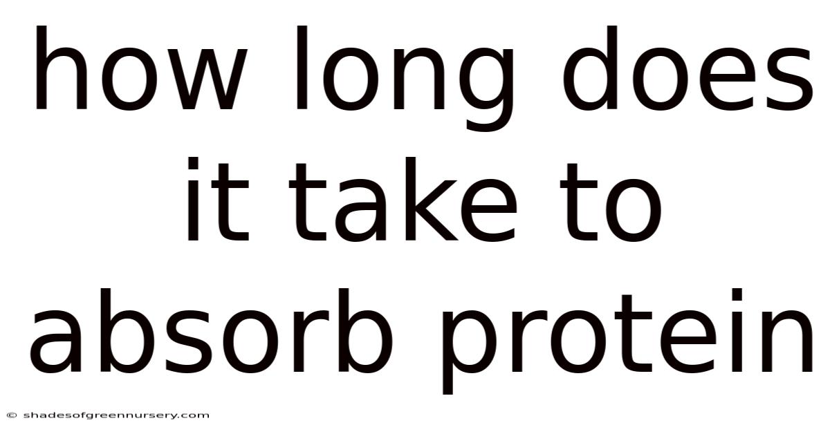 How Long Does It Take To Absorb Protein
