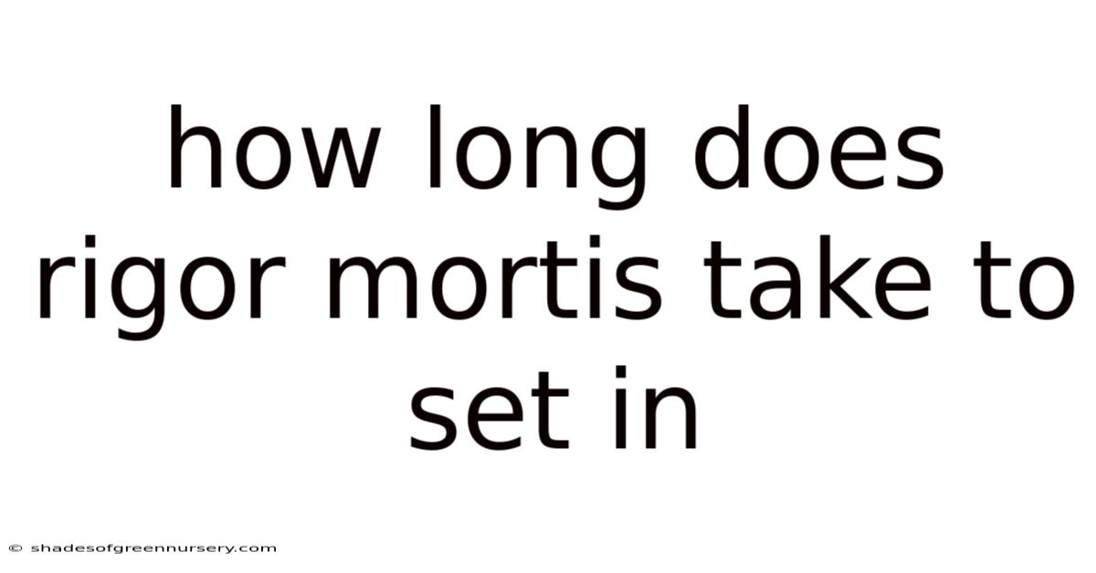 How Long Does Rigor Mortis Take To Set In