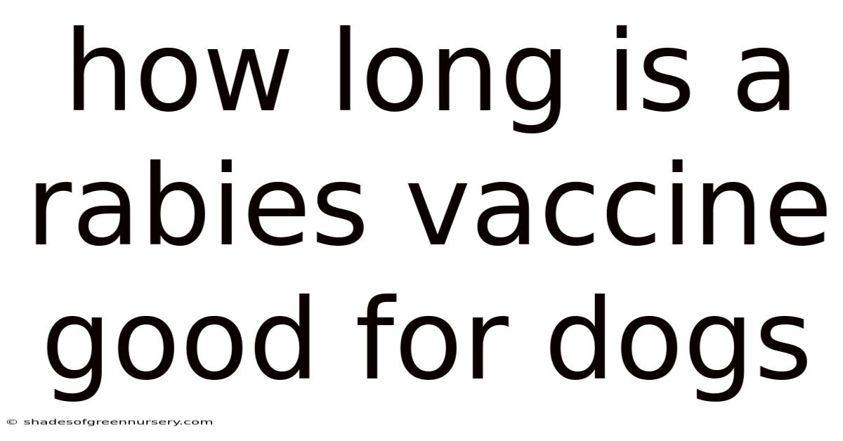 How Long Is A Rabies Vaccine Good For Dogs