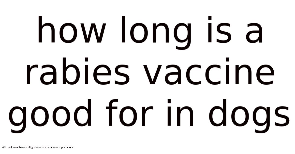 How Long Is A Rabies Vaccine Good For In Dogs