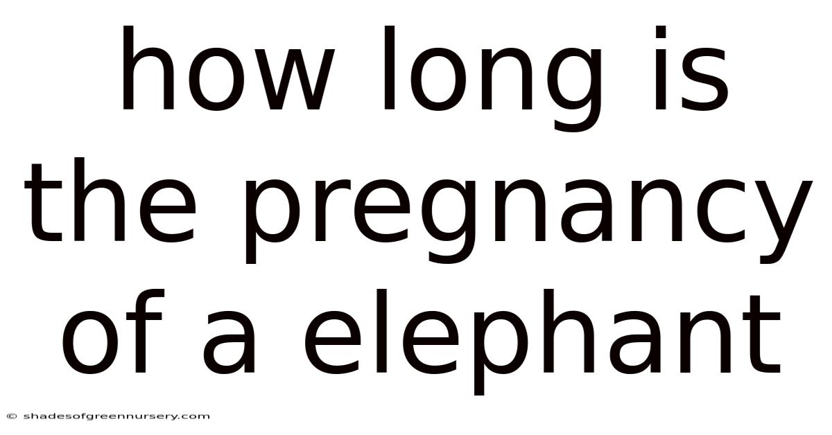 How Long Is The Pregnancy Of A Elephant