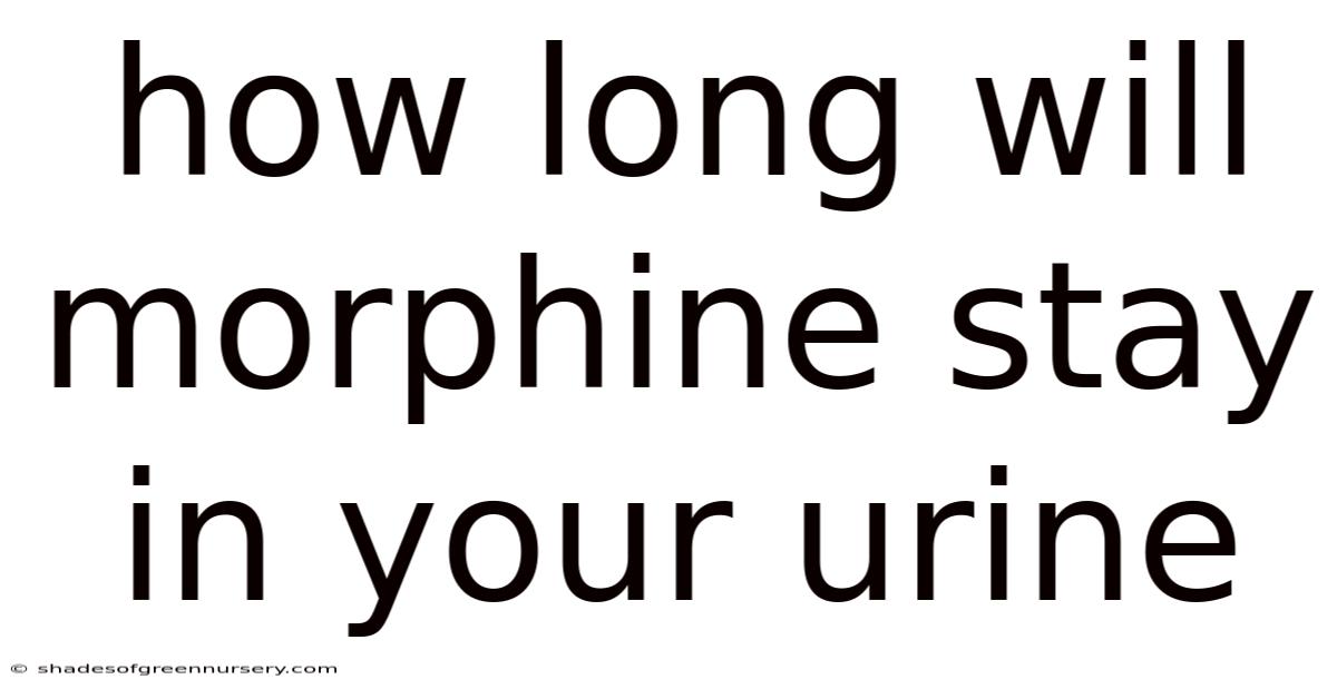 How Long Will Morphine Stay In Your Urine
