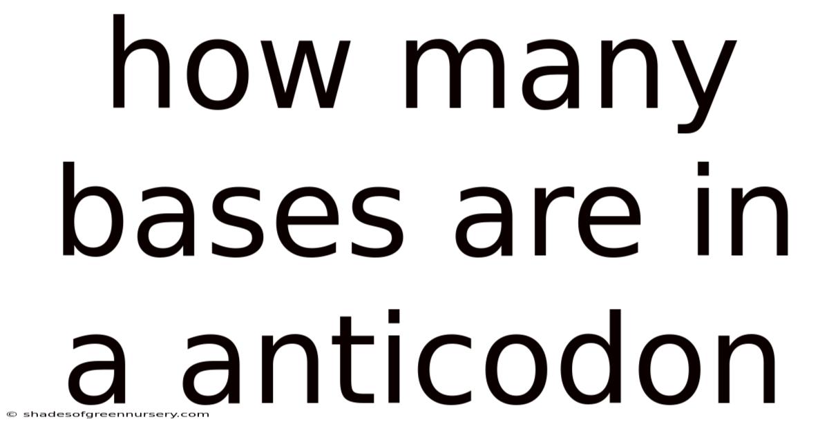 How Many Bases Are In A Anticodon