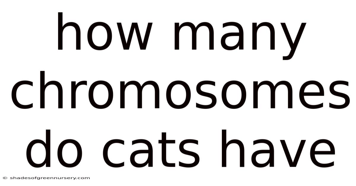 How Many Chromosomes Do Cats Have
