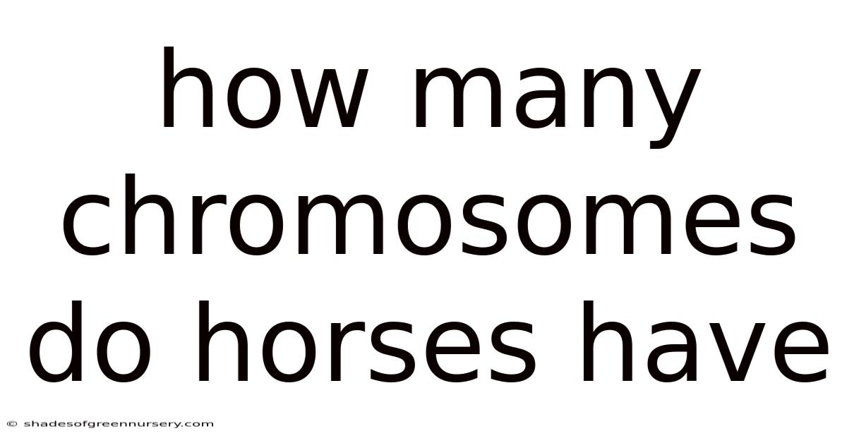 How Many Chromosomes Do Horses Have