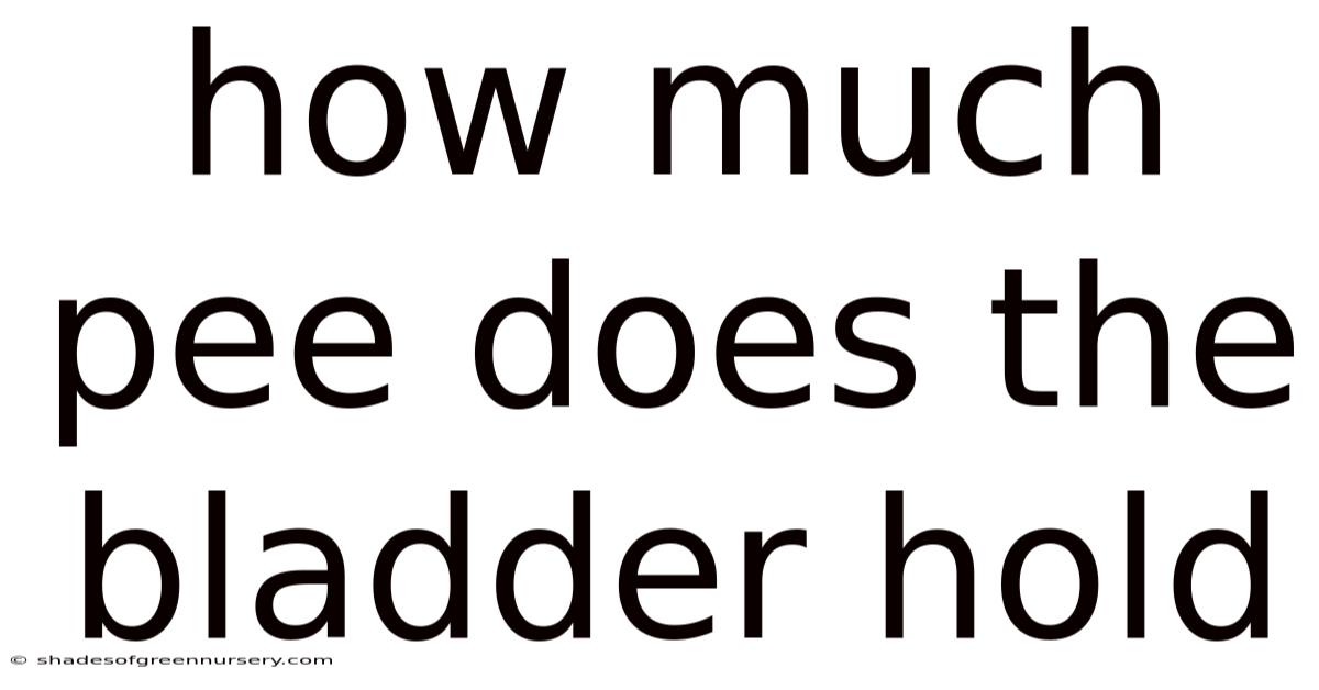 How Much Pee Does The Bladder Hold