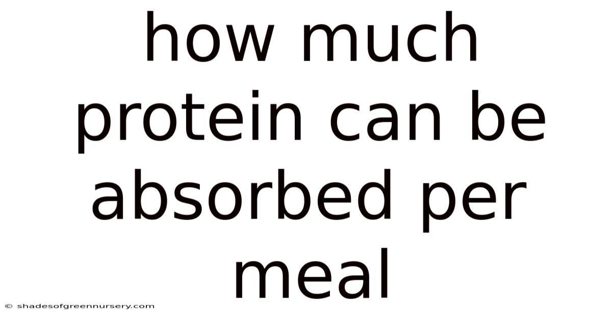 How Much Protein Can Be Absorbed Per Meal