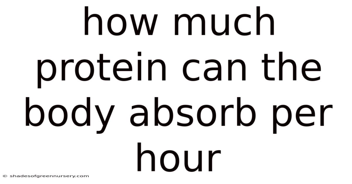 How Much Protein Can The Body Absorb Per Hour