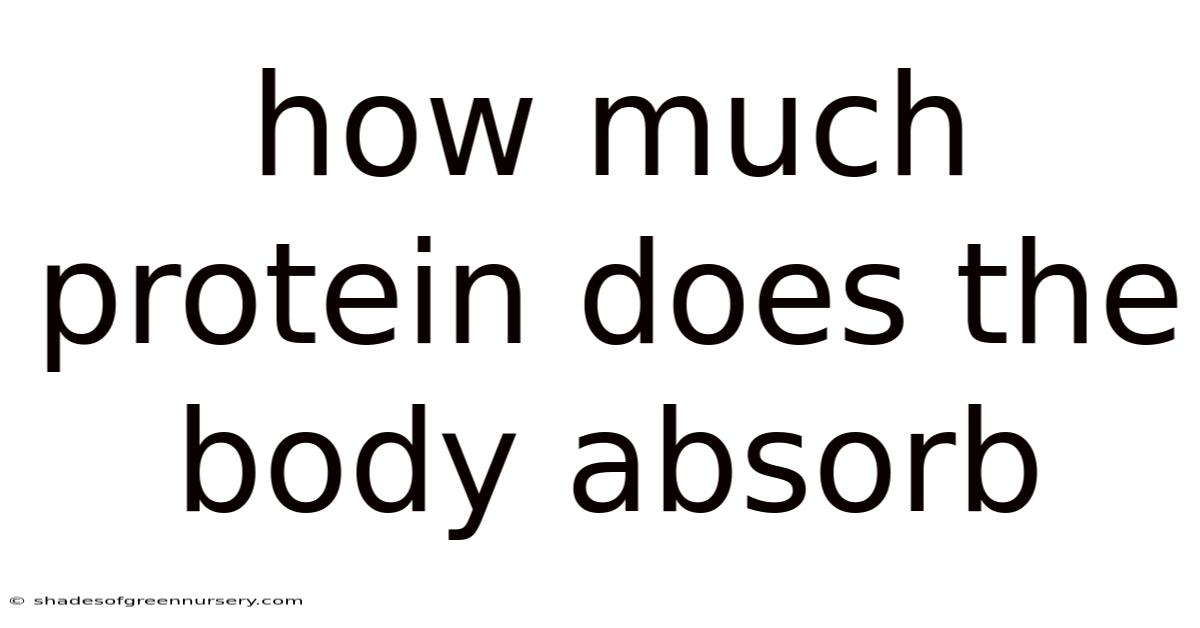How Much Protein Does The Body Absorb