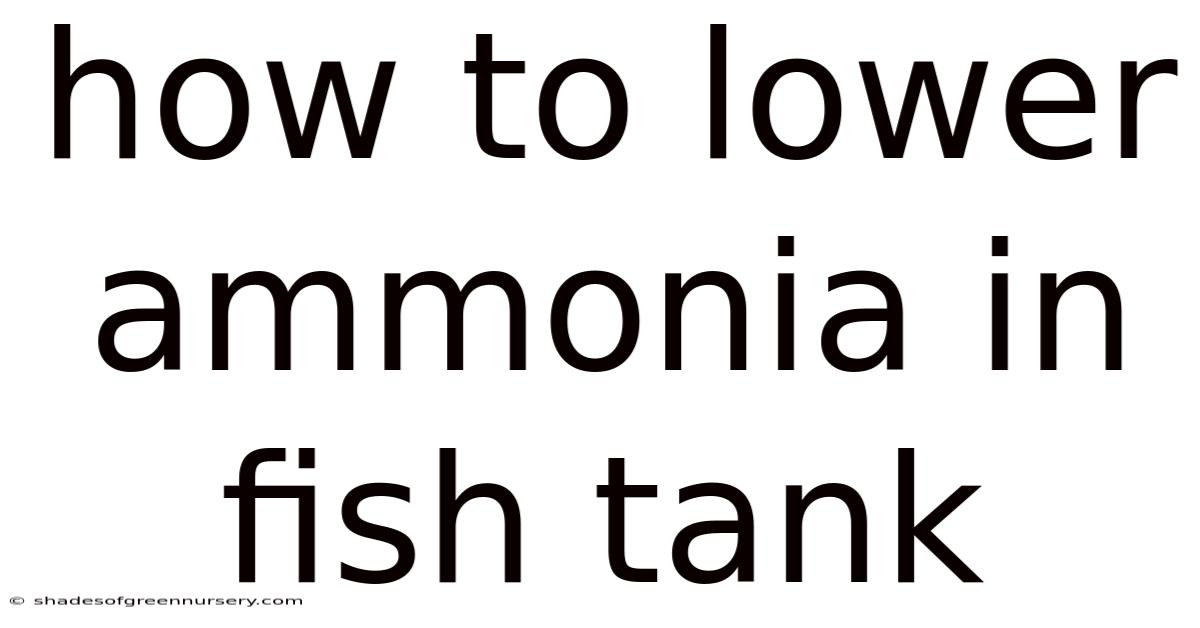 How To Lower Ammonia In Fish Tank
