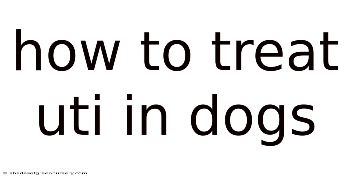 How To Treat Uti In Dogs