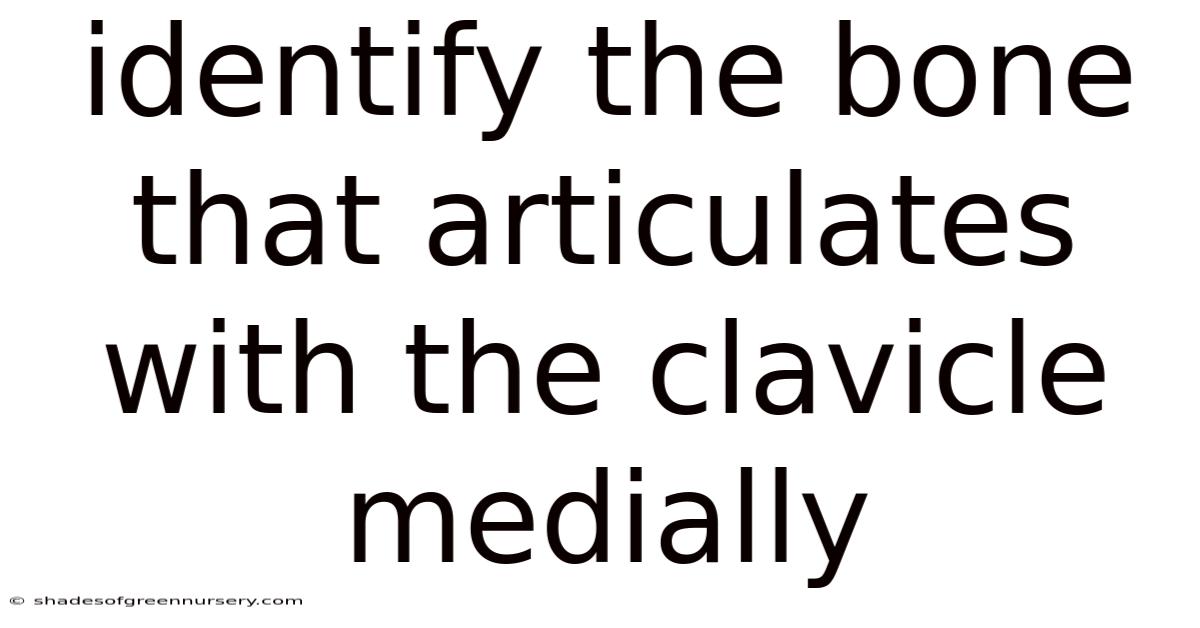 Identify The Bone That Articulates With The Clavicle Medially