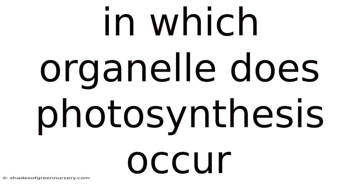 In Which Organelle Does Photosynthesis Occur