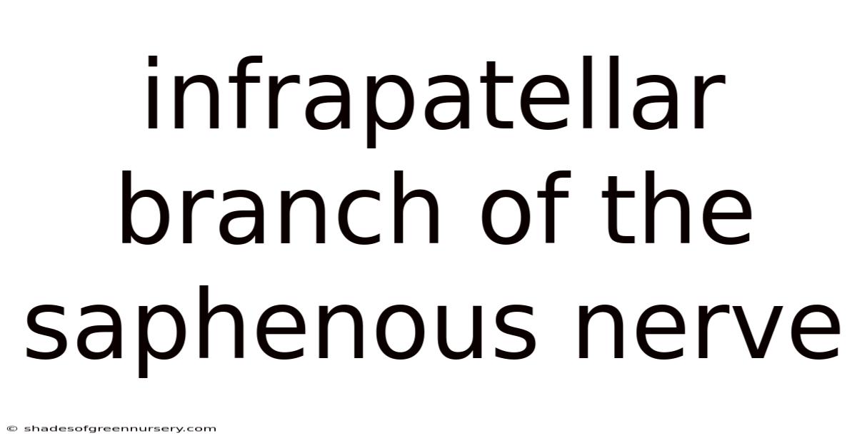 Infrapatellar Branch Of The Saphenous Nerve