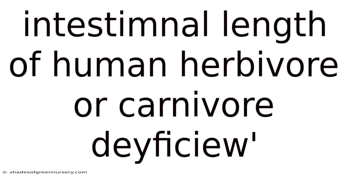 Intestimnal Length Of Human Herbivore Or Carnivore Deyficiew'