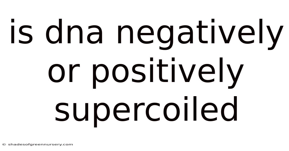 Is Dna Negatively Or Positively Supercoiled