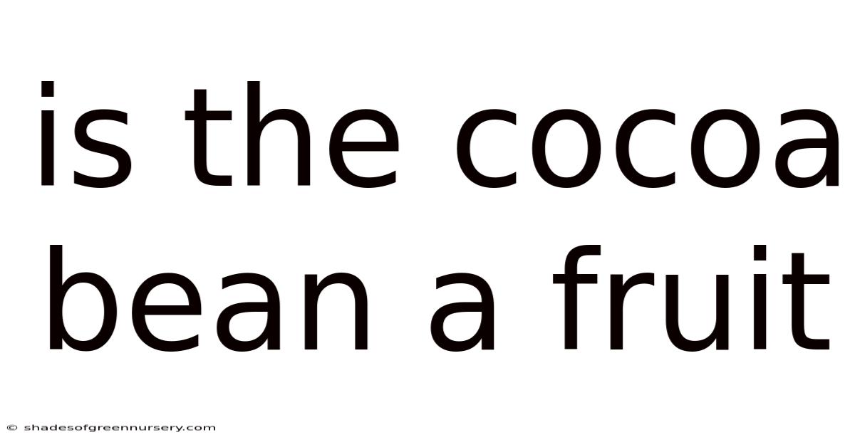 Is The Cocoa Bean A Fruit