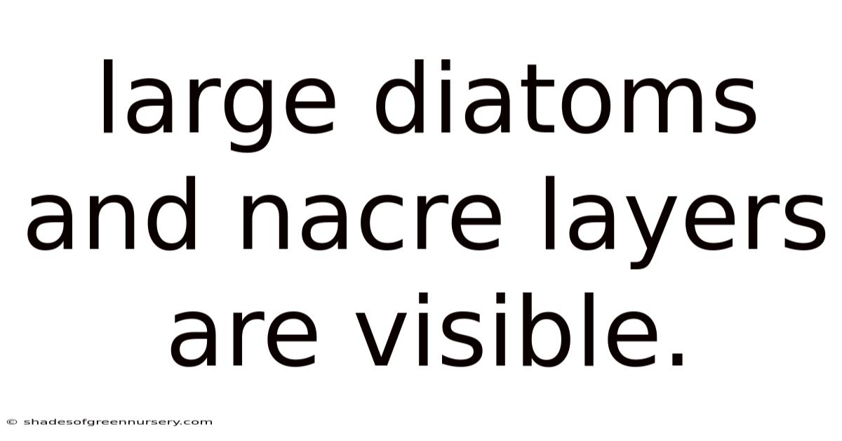 Large Diatoms And Nacre Layers Are Visible.