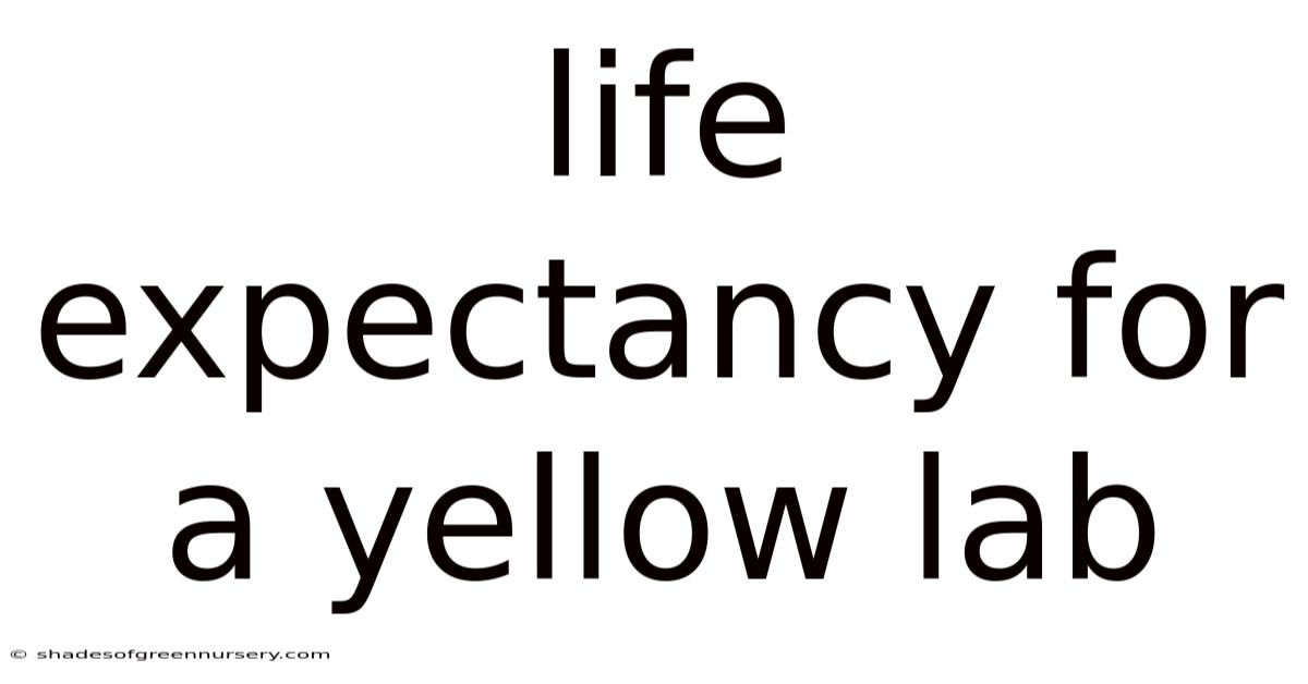 Life Expectancy For A Yellow Lab