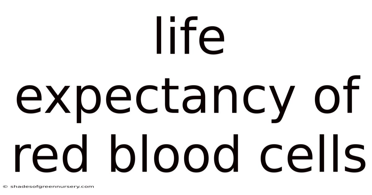 Life Expectancy Of Red Blood Cells