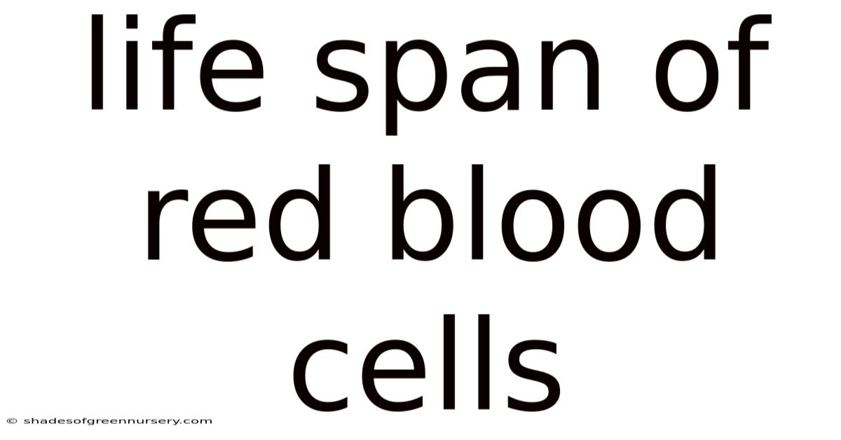 Life Span Of Red Blood Cells