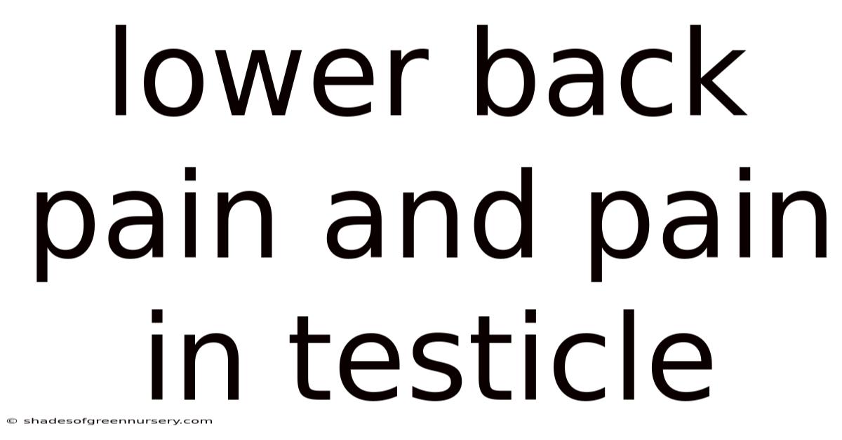 Lower Back Pain And Pain In Testicle