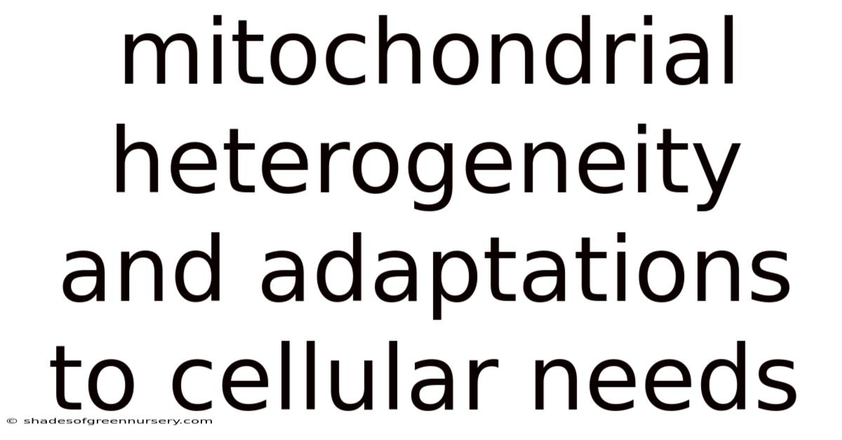 Mitochondrial Heterogeneity And Adaptations To Cellular Needs