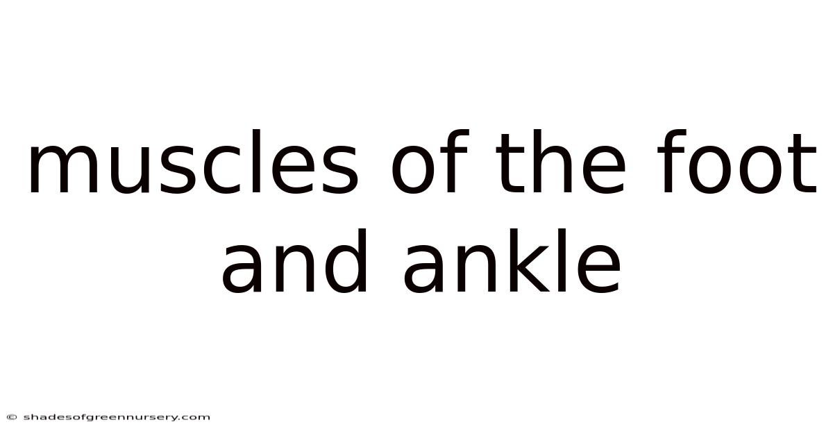 Muscles Of The Foot And Ankle