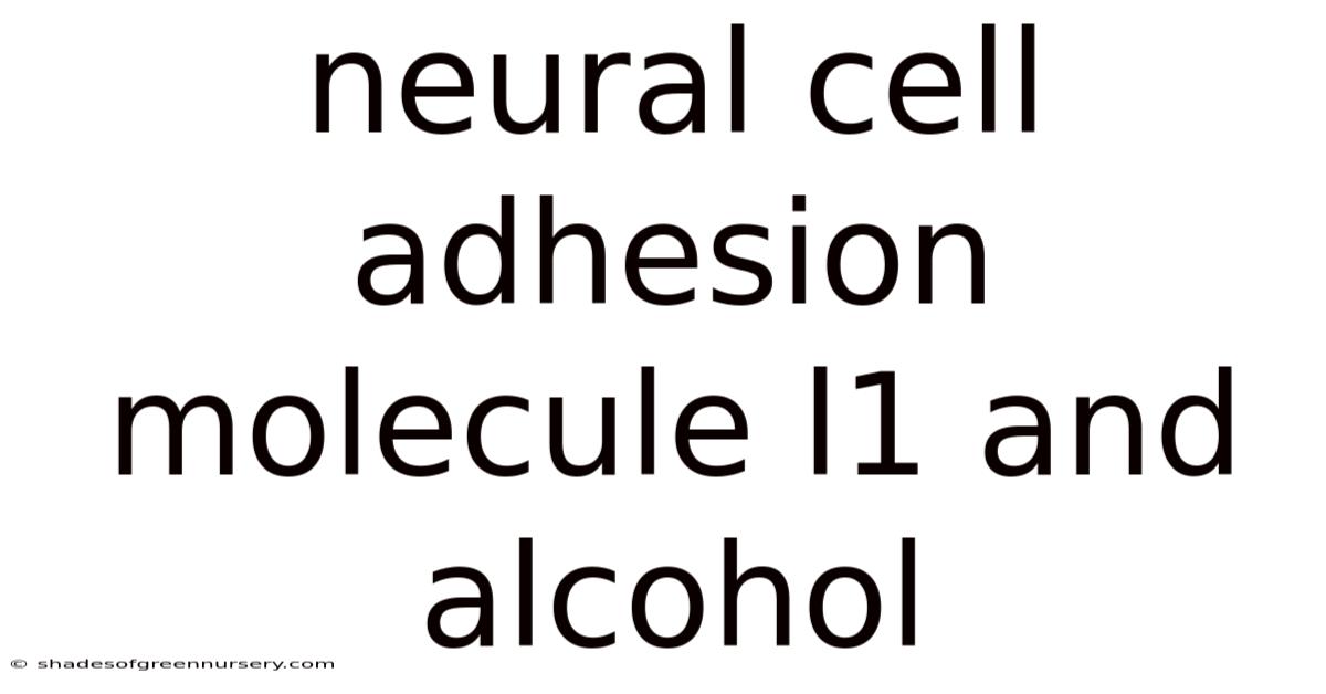 Neural Cell Adhesion Molecule L1 And Alcohol