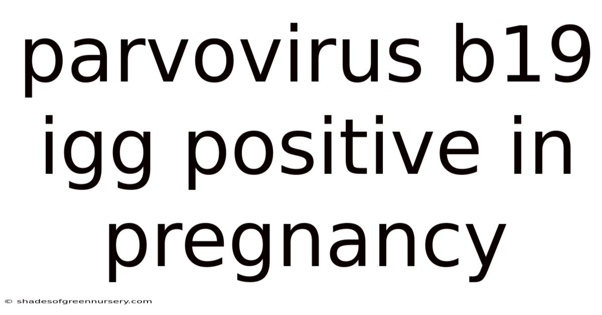 Parvovirus B19 Igg Positive In Pregnancy