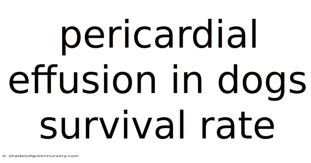 Pericardial Effusion In Dogs Survival Rate
