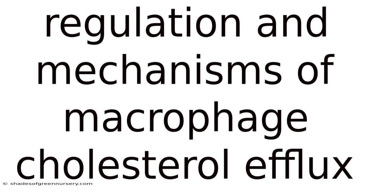 Regulation And Mechanisms Of Macrophage Cholesterol Efflux