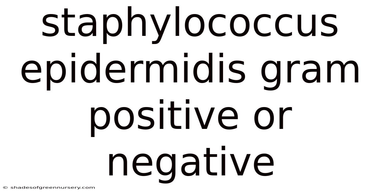 Staphylococcus Epidermidis Gram Positive Or Negative