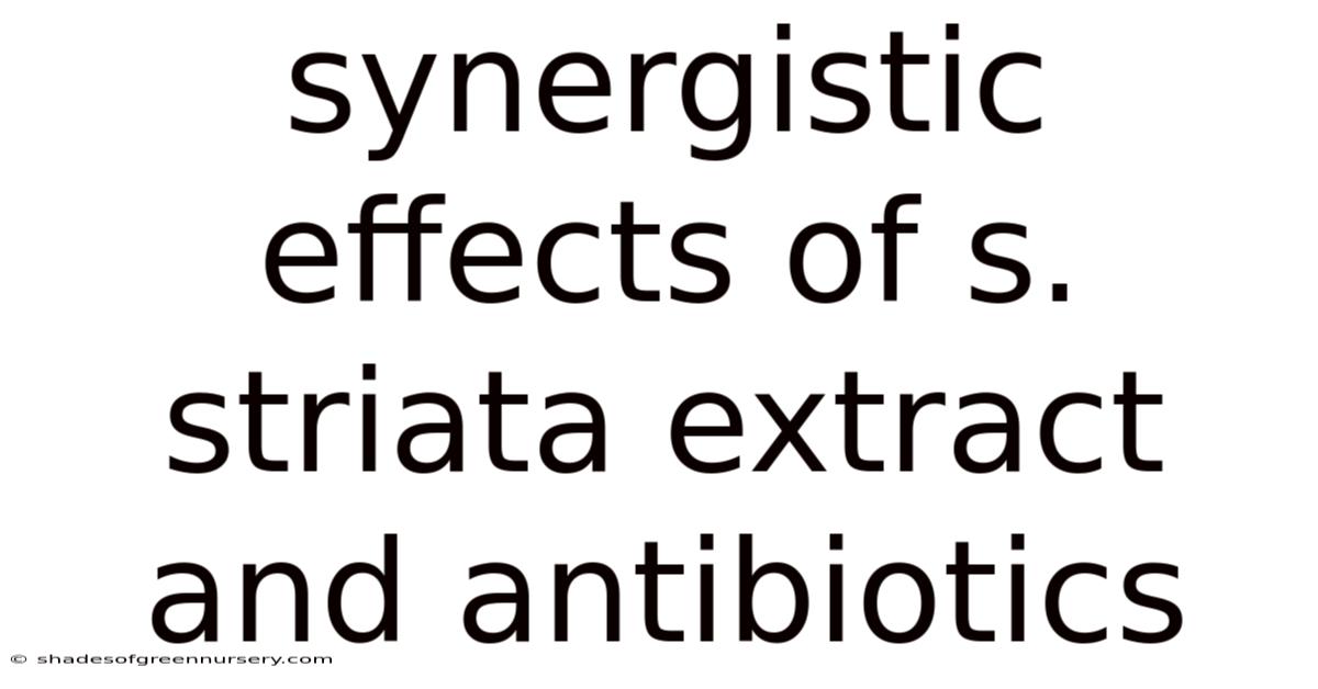 Synergistic Effects Of S. Striata Extract And Antibiotics