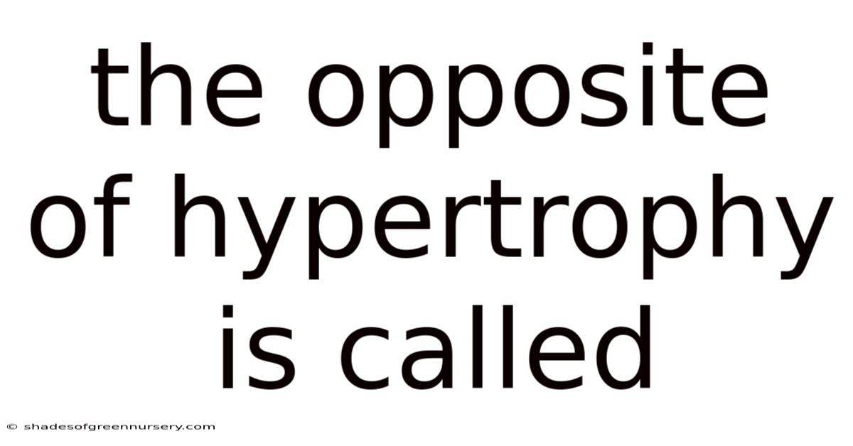 The Opposite Of Hypertrophy Is Called