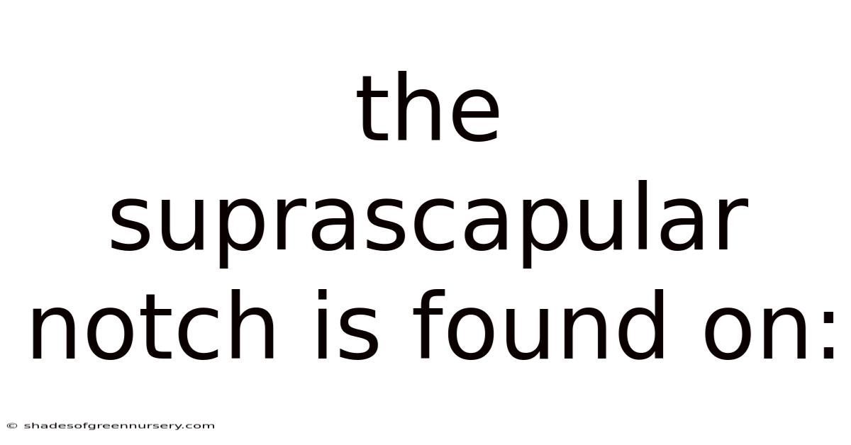 The Suprascapular Notch Is Found On: