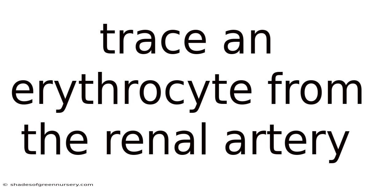 Trace An Erythrocyte From The Renal Artery