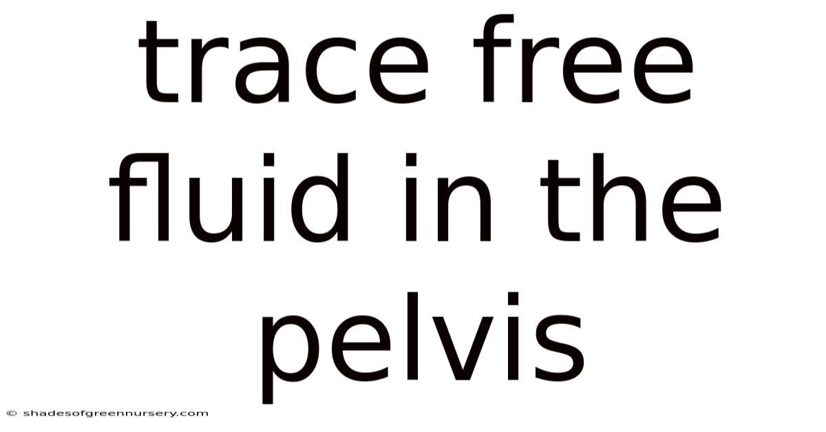Trace Free Fluid In The Pelvis