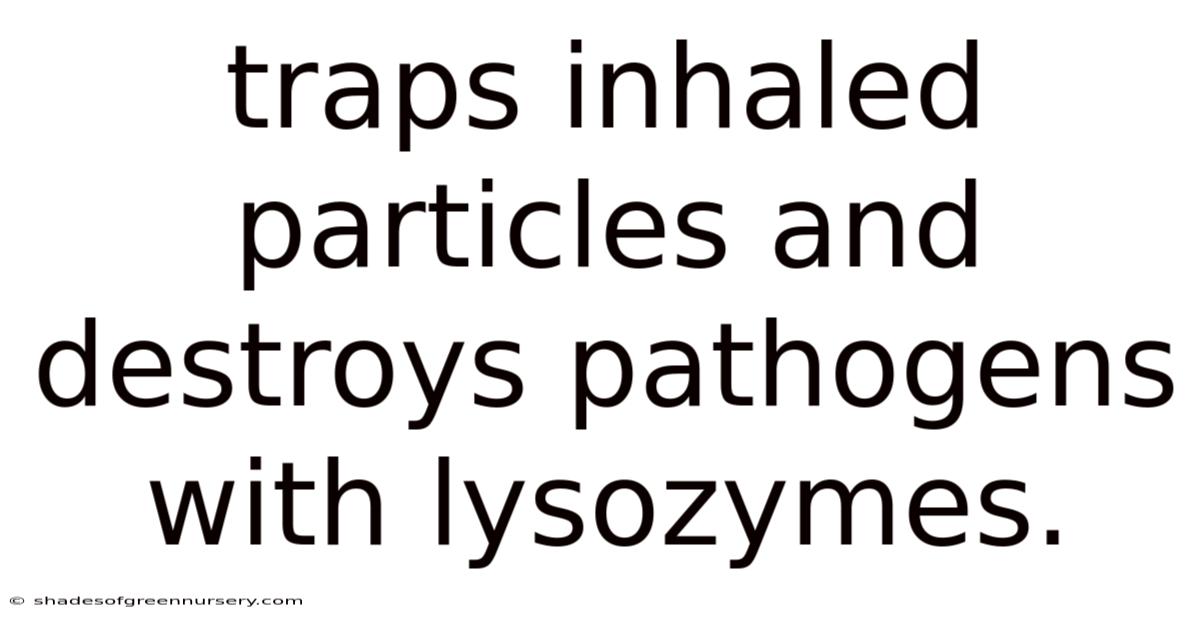 Traps Inhaled Particles And Destroys Pathogens With Lysozymes.