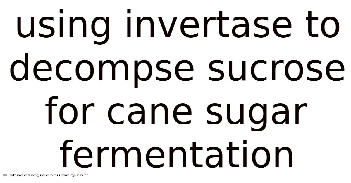 Using Invertase To Decompse Sucrose For Cane Sugar Fermentation