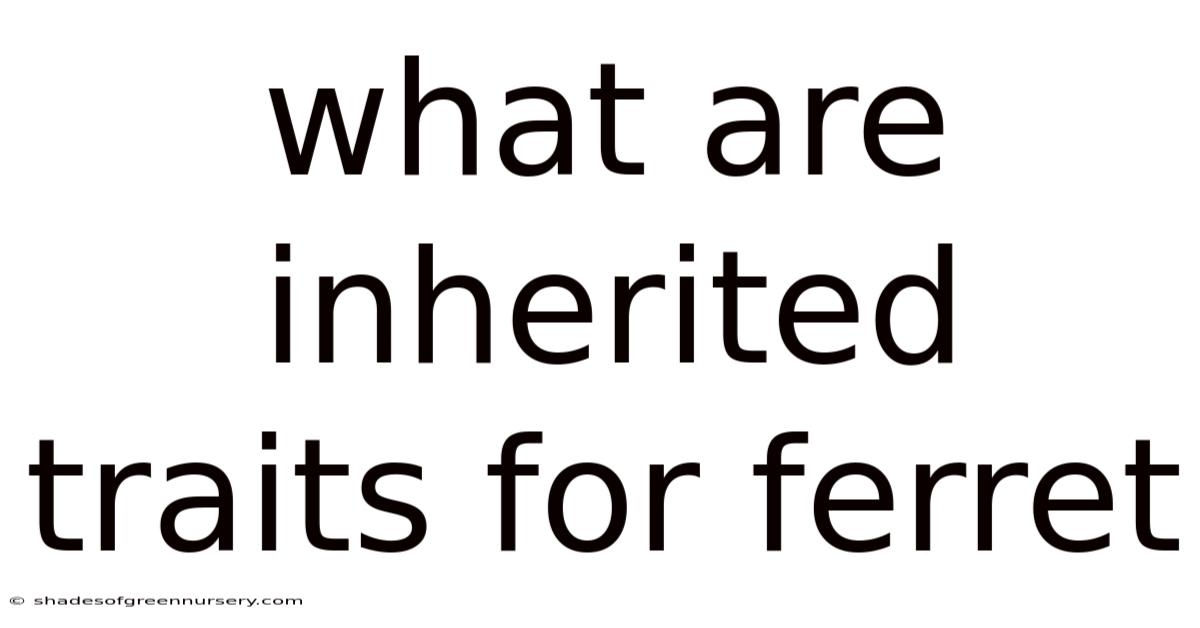 What Are Inherited Traits For Ferret