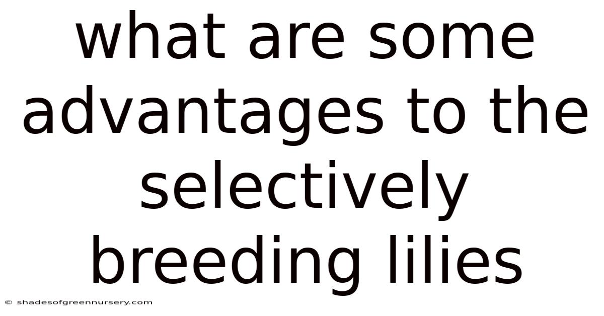 What Are Some Advantages To The Selectively Breeding Lilies