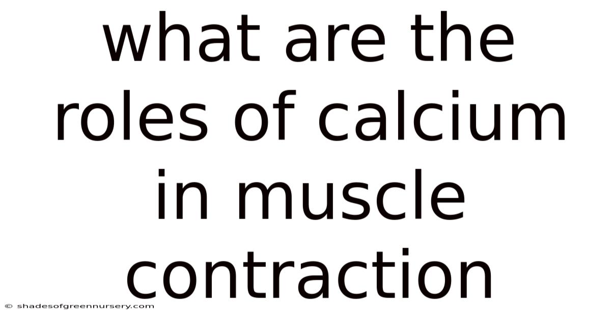 What Are The Roles Of Calcium In Muscle Contraction