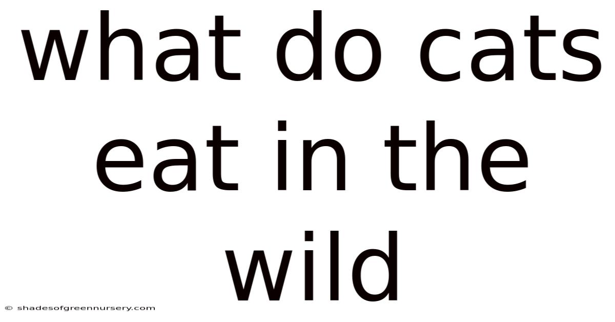 What Do Cats Eat In The Wild
