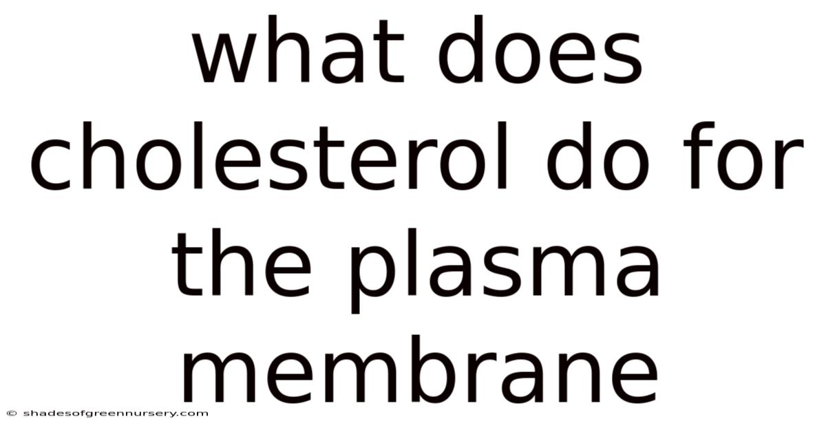 What Does Cholesterol Do For The Plasma Membrane