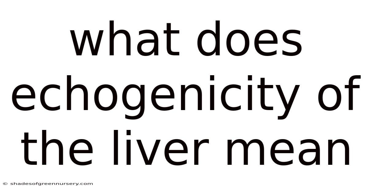 What Does Echogenicity Of The Liver Mean