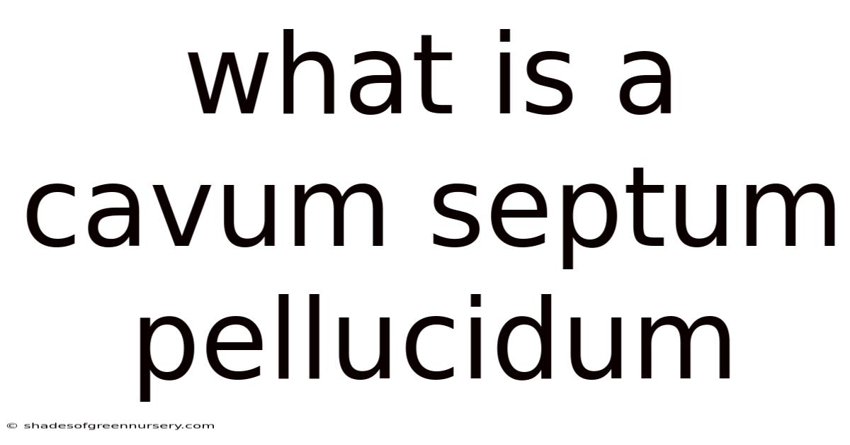 What Is A Cavum Septum Pellucidum