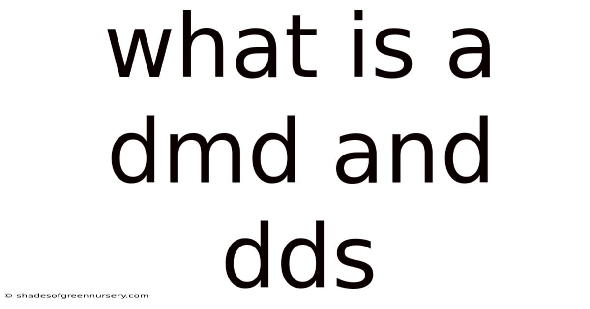 What Is A Dmd And Dds