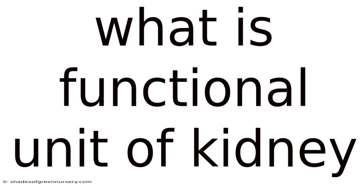 What Is Functional Unit Of Kidney