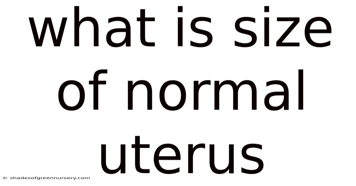 What Is Size Of Normal Uterus